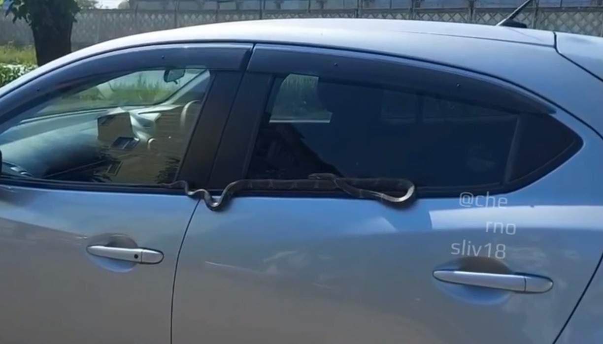 Нежданная пассажирка оккупировала автомобиль в Уссурийске