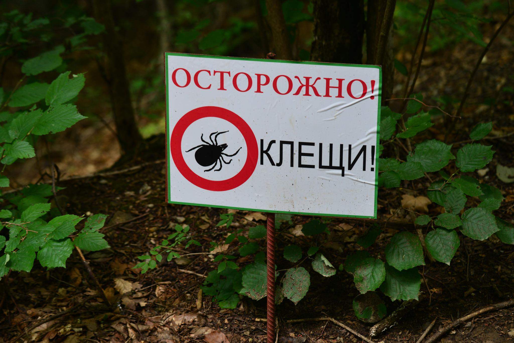 Первый случай присасывания клеща зафиксирован в Шкотовском округе