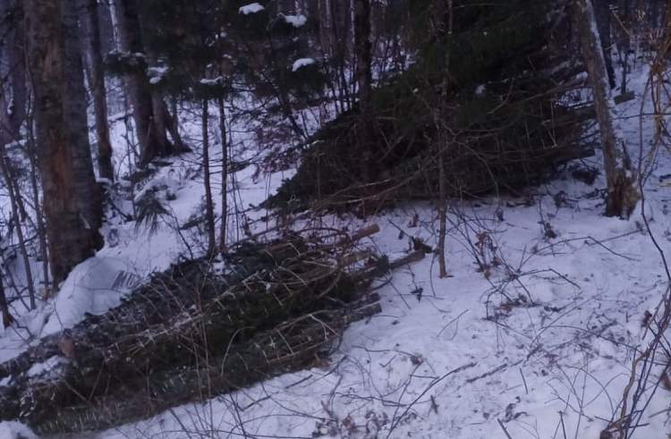 Новогодняя сказка обернулась криминальной драмой в Дальнереченске 