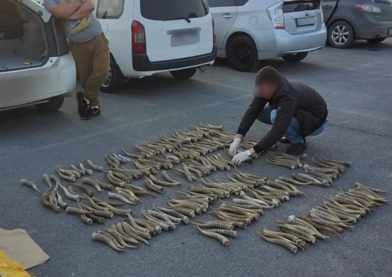 «Находка века» на уссурийской стоянке нашли 234 рога краснокнижных 