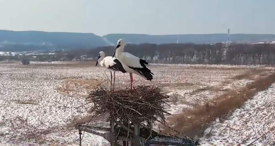 Редкий дуэт поселился в Уссурийске