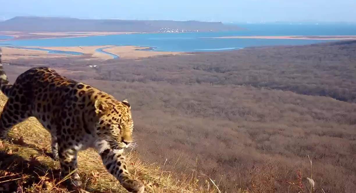 Уникального гостя полуострова Песчаный засняли на фоне мостов Владивостока