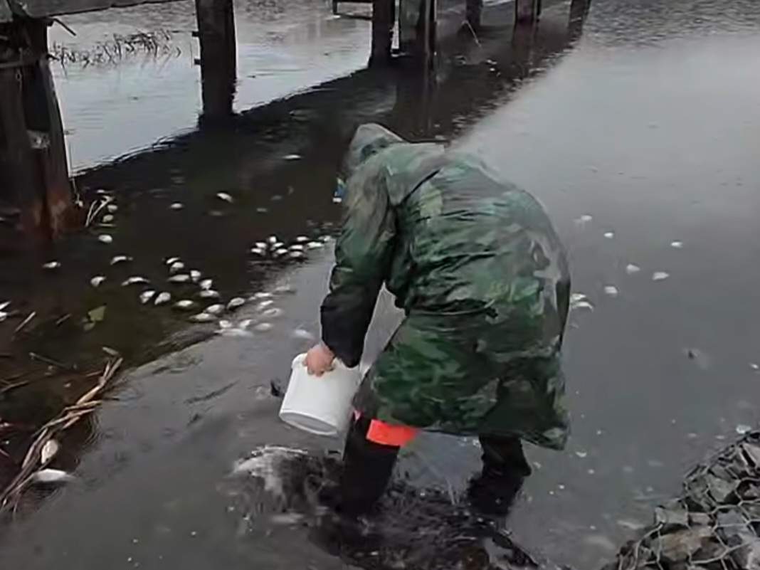 Новая информация о причинах массового мора рыбы на озере Солёное в Находке