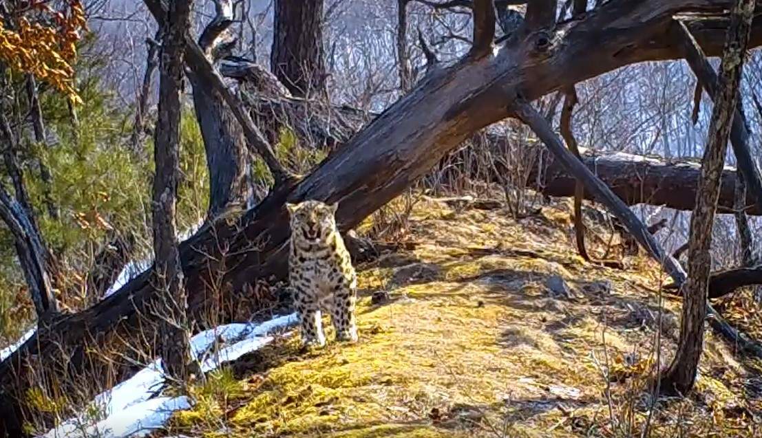 Пятнистый красавец устроил показ мод на «лесном подиуме»