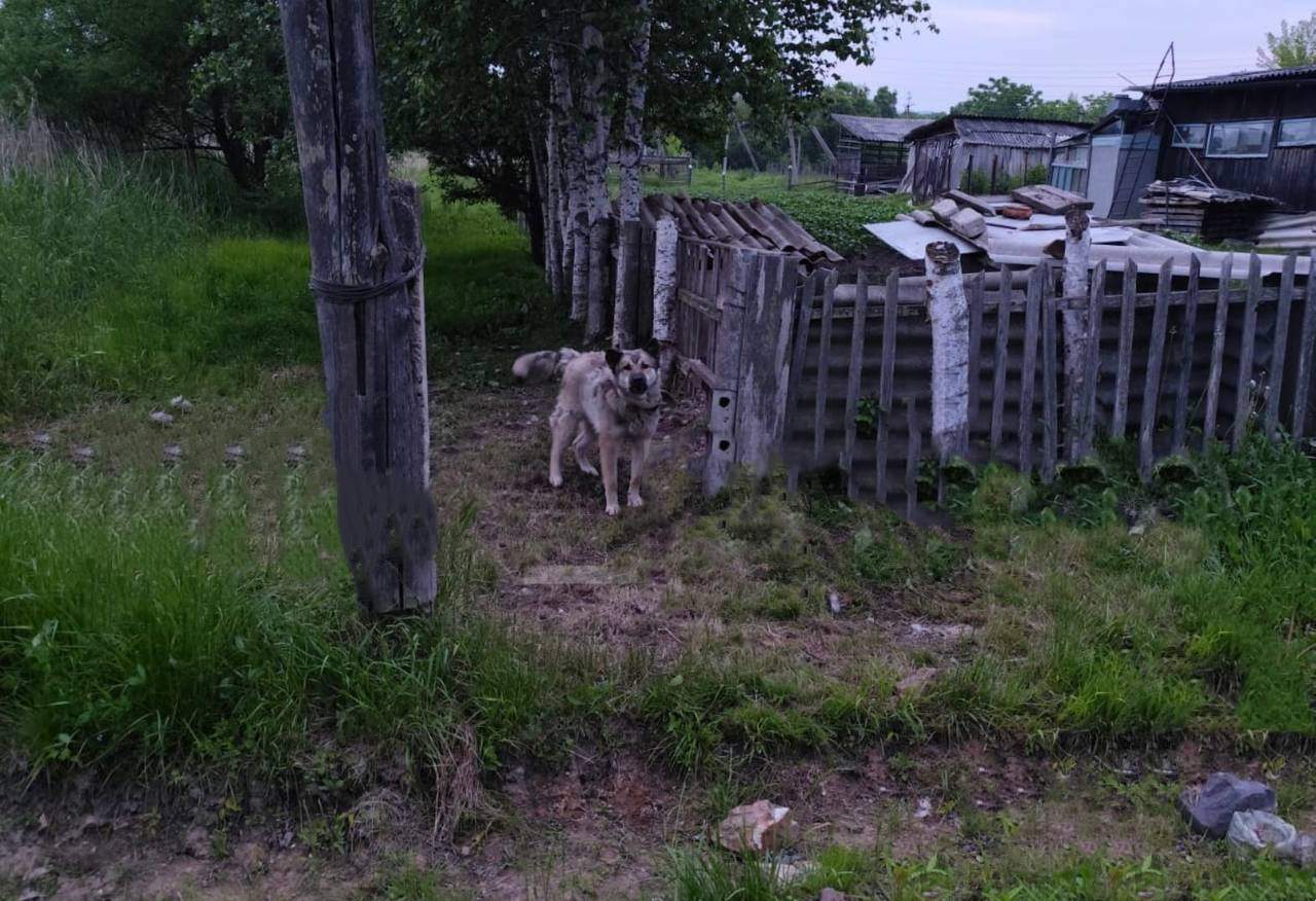 В Яковлевском округе собака напала на маленькую девочку