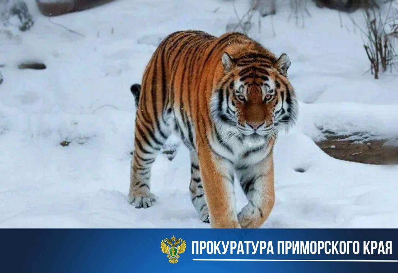 Житель Лучегорска на мушке правосудия: дело о краснокнижном звере