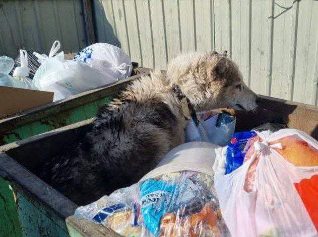В Находке изувеченную хаски нашли в мусорном баке